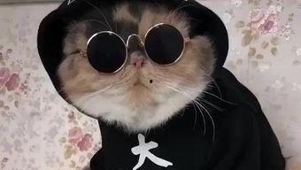 吃瓜娱乐的喵哥是谁啊视频,吃瓜娱乐界的神秘喵哥是谁？